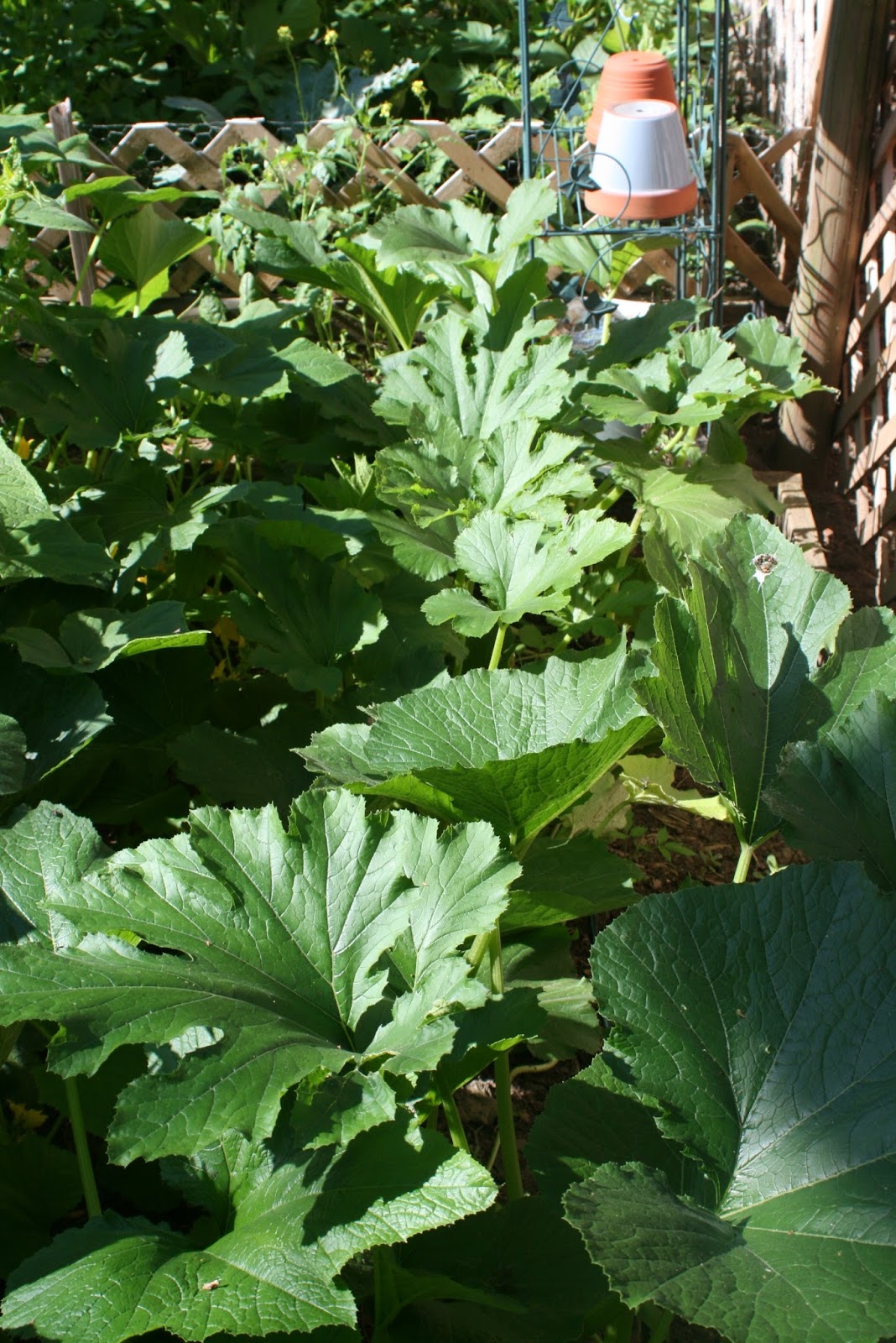 The Little Backyard Farm Zucchini garden