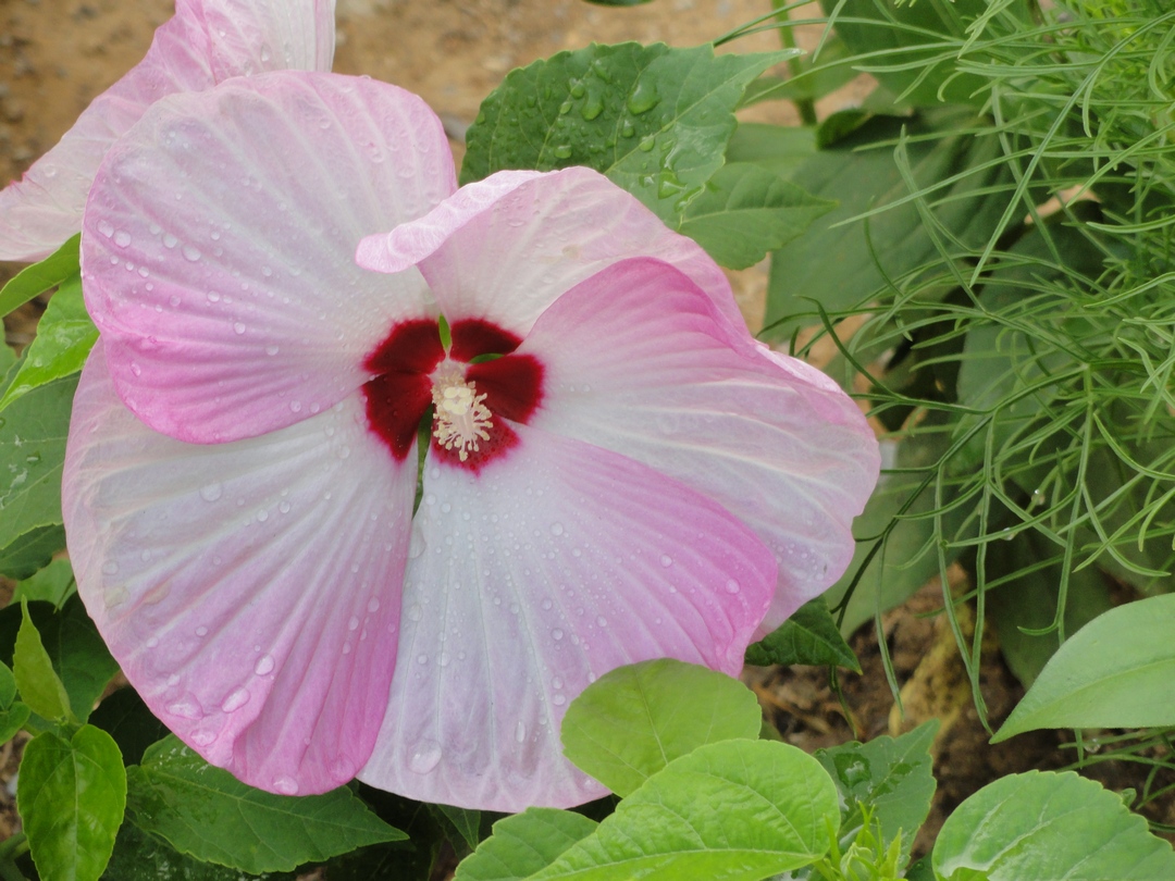 Garden of Aaron Hardy Hibiscus One Day Only!