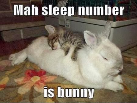 Funniest_Memes_mah-sleep-number-is-bunny