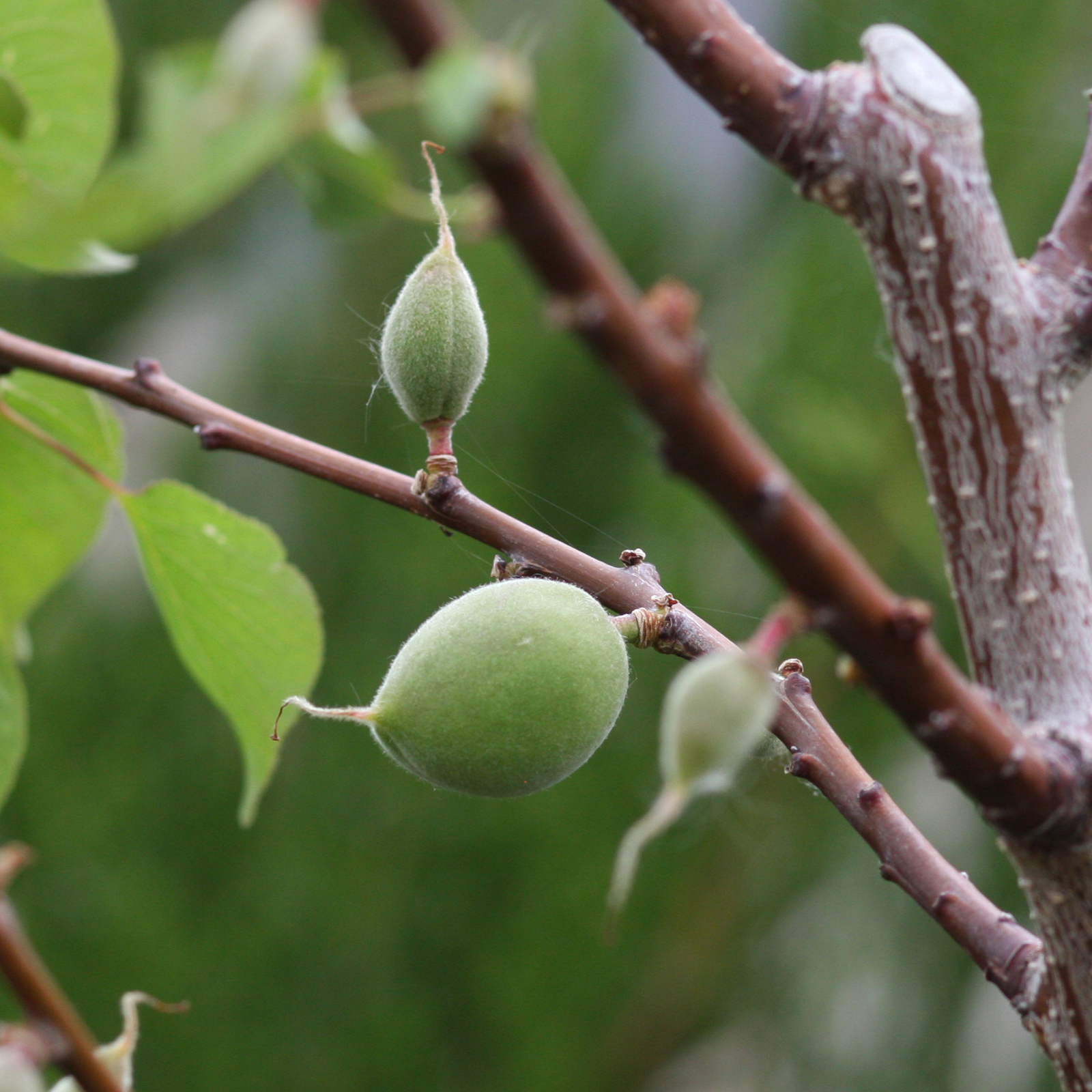 Rich Ideas In My BackyardFruit Trees