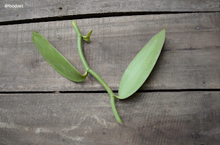 Vanilla plant offshoot - Vanille Pflanze Sprössling