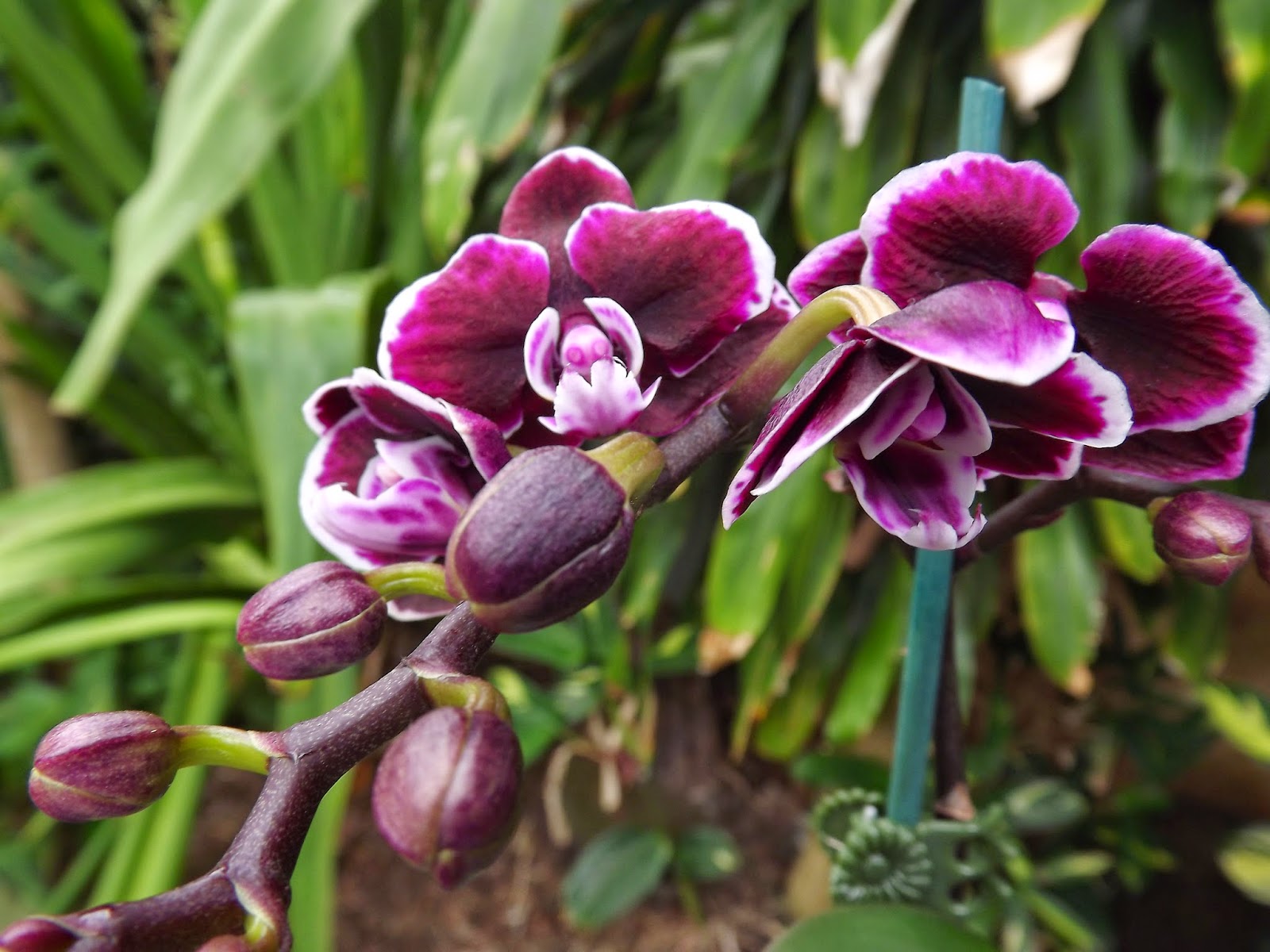 My Orchids Journal Phalaenopsis back to basics