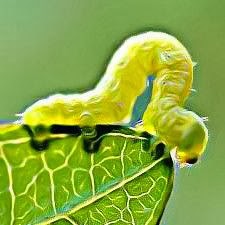 bible cankerworm locusts animals escape edge