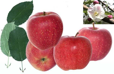 Ред Спур Яблоня Описание Сорта Фото – Telegraph