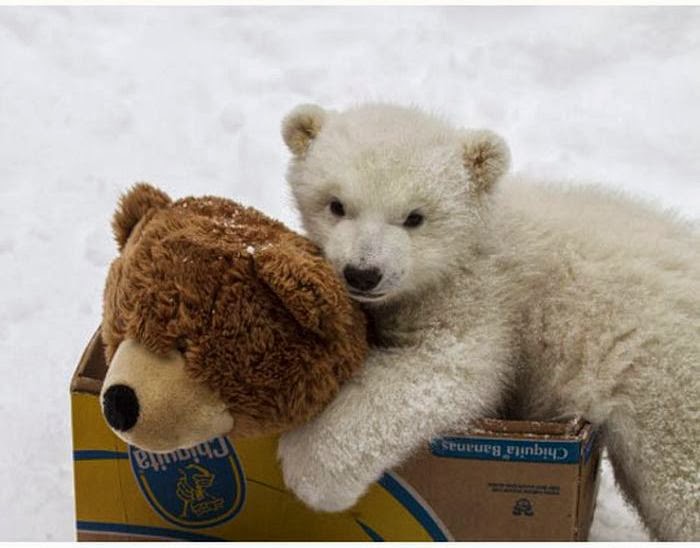 Sharing Polar bear vs Teddy bear (7 pics) Love I Love Funny Animal