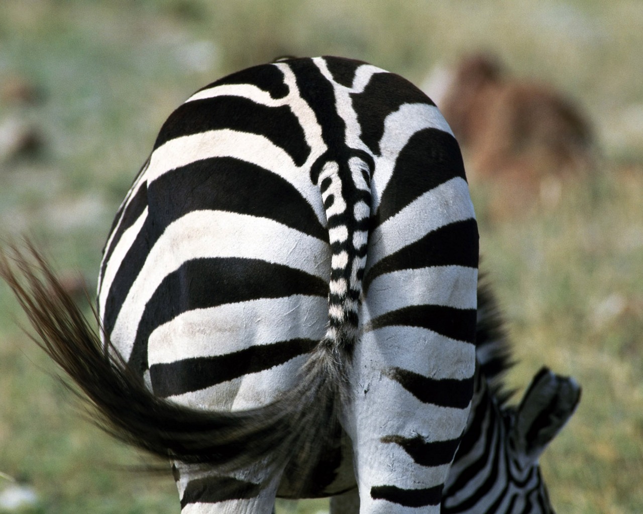 New 60 Amazing Animals Wallpapers