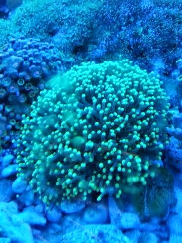 Torch coral