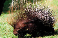 Fauna Bacia Taquari-Antas- Fonte: Aepan-ONG - Série: Mamíferos