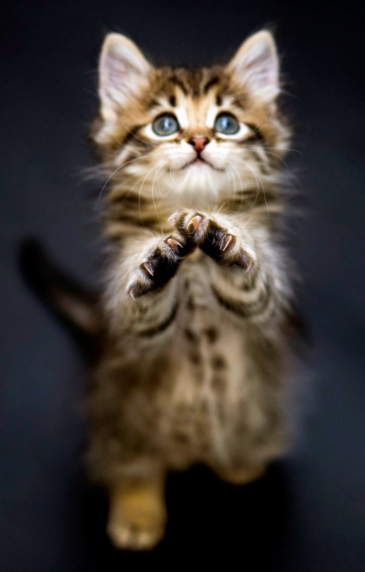 Pet's We Love 5 signs your cats loves you