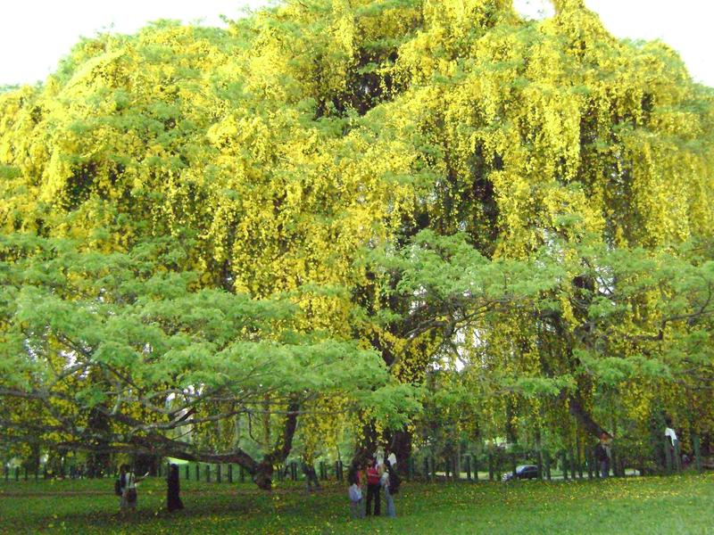Images Of Sri Lanka University Of Peradeniya