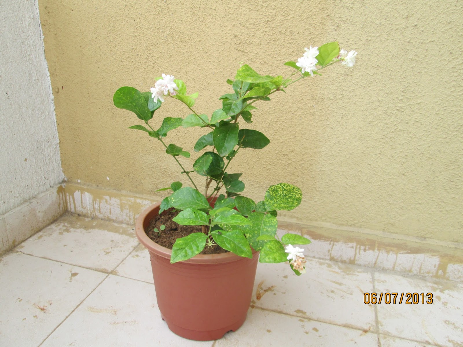 Design Green India Best Tips For Growing Jasmine (Mogra)