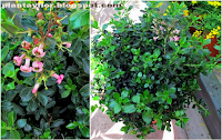 Escallonia rubra var. macrantha