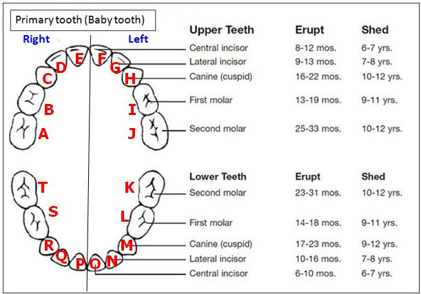 Permanent Tooth Calcification Chart