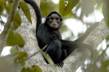 Macaco-aranha-de-cara-branca - Portal Amazônia