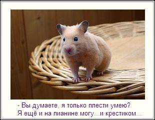 хомяк для блога уникальная картинка для блога хомяк