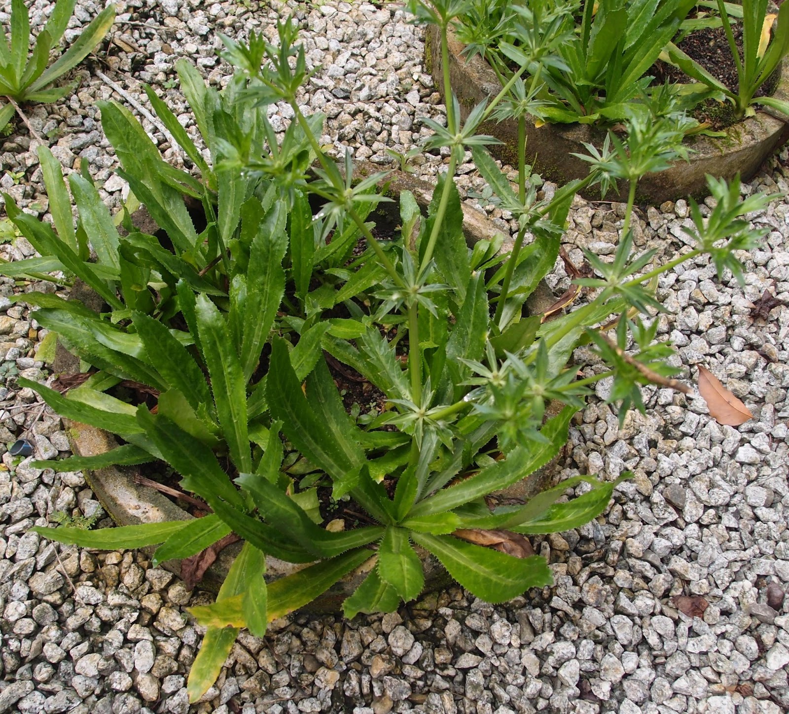 LI NA HERBS PENITI (ERYNGIUM FOETIDUM L.)