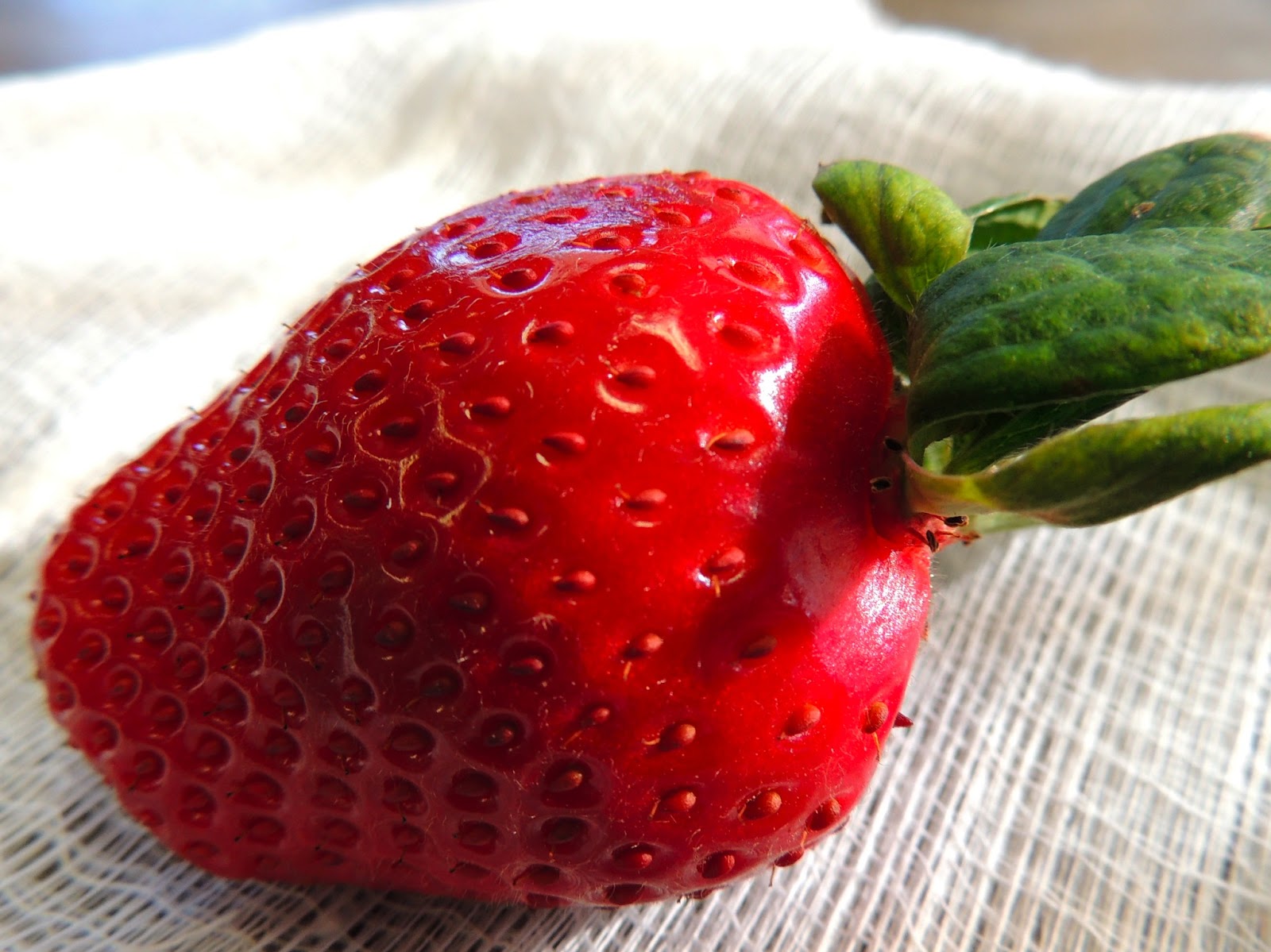 foods that contain nucleic acids