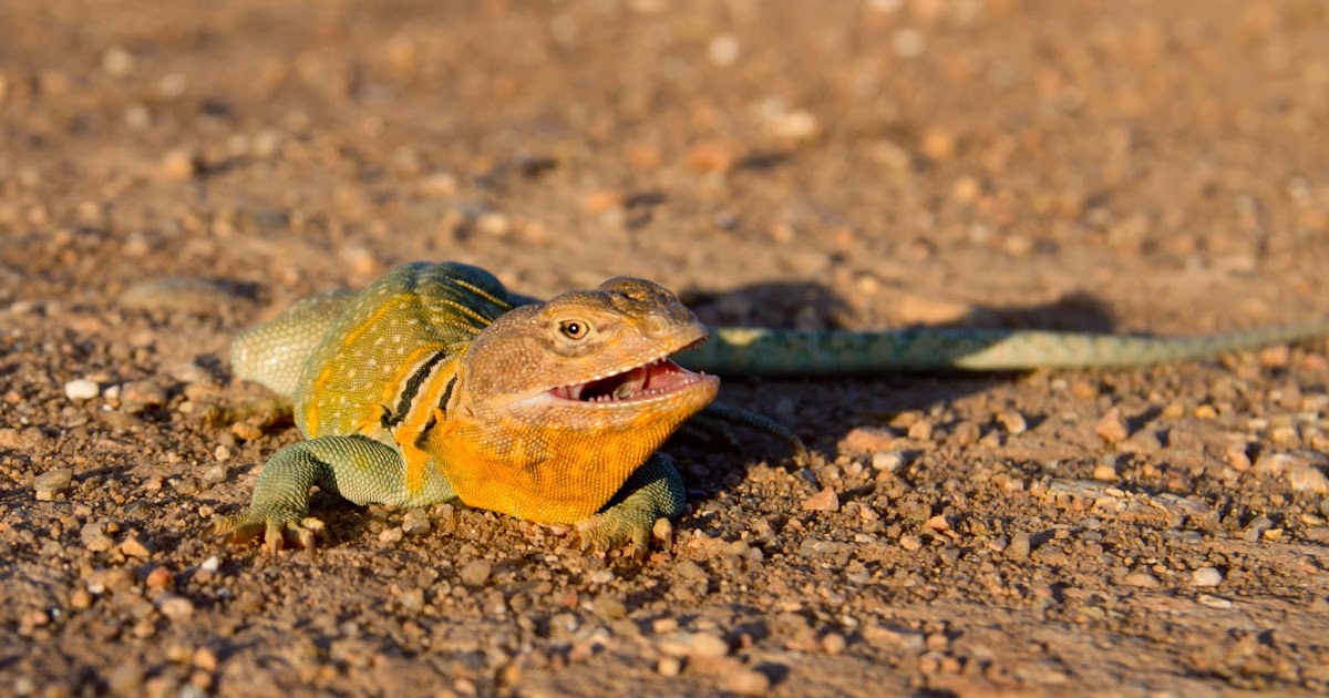 bearded-dragon-eating-collard-greens.jpg