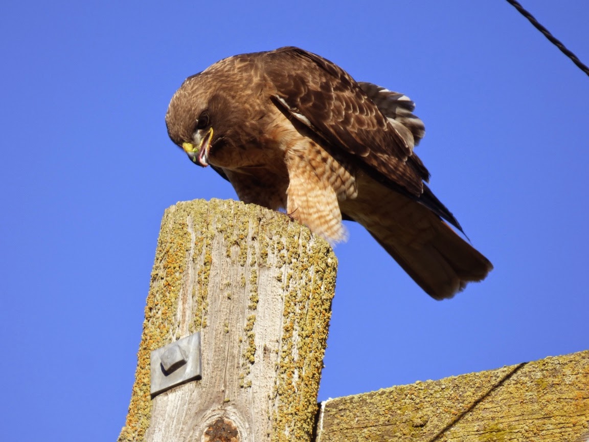 Geotripper's California Birds Redtailed Hawk (?) at the San Joaquin