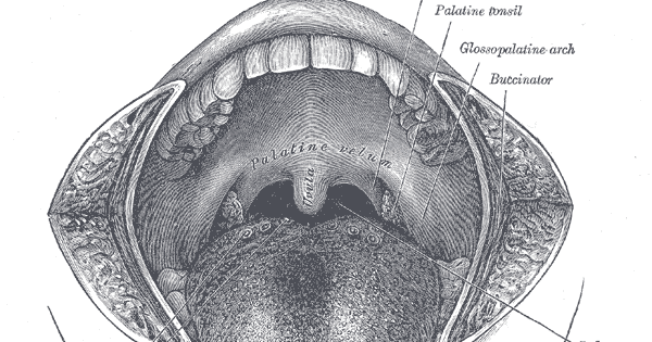 muscles of soft palate