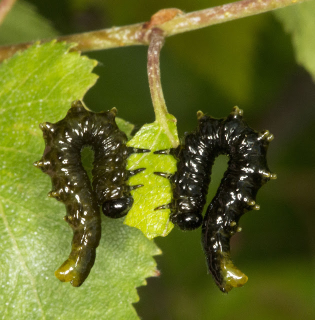 Sawfly larvae, Symphyta, on Silver Birch. Downe Bank Nature Reserve, 16 June 2012. Note: 6 pairs of prolegs. Sawfly larvae, Symphyta, on Silver Birch. Downe Bank Nature Reserve, 16 June 2012. Note: 6 pairs of prolegs.