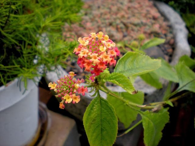 Macrophoto Plaisir Passion L Elaeagnus X Ebbingei