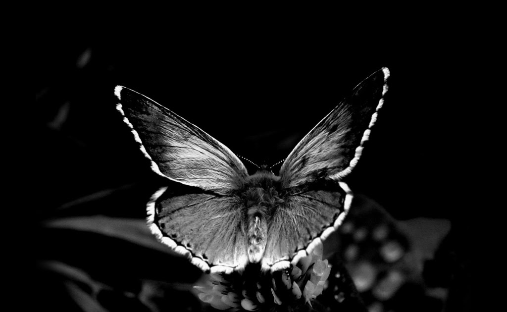 Black Wallpaper Butterfly