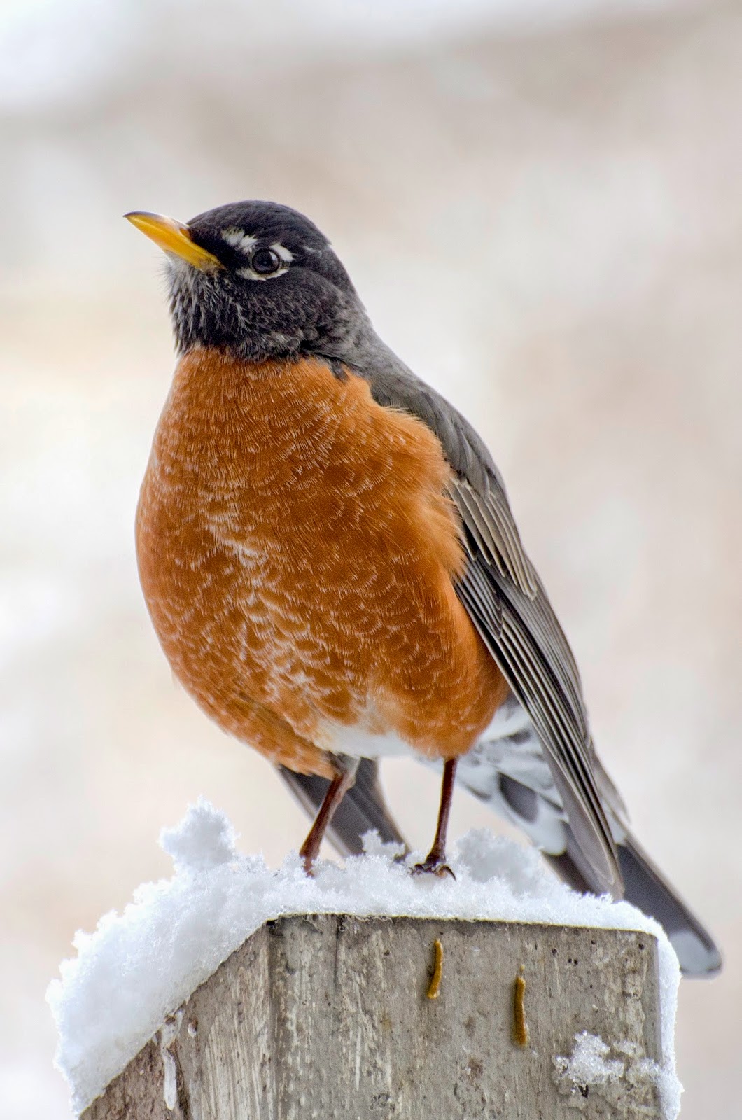 Urban Wildlife Guide Spring Robins