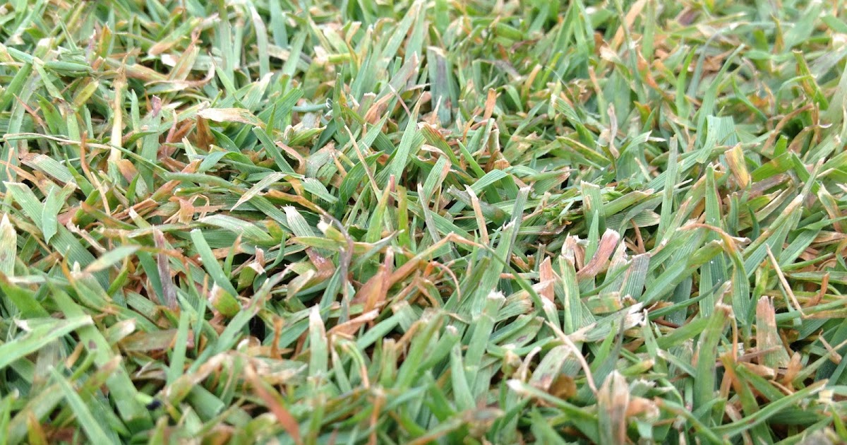 iaTURF LEAF SPOT SHOWING UP ON CREEPING BENTGRASS FAIRWAYS