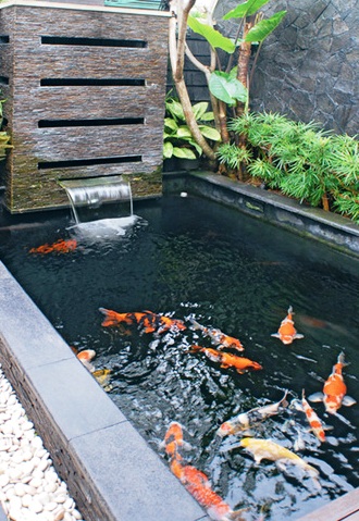 kolam minimalis dan ikan koi ~ ichafloraart