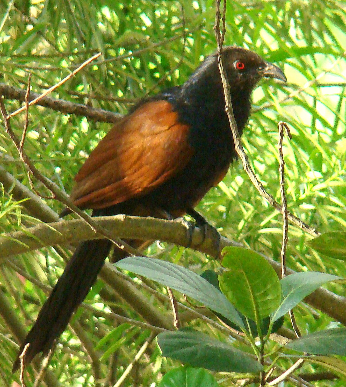 DiscoverSriLanka SRI LANKA BIRDS [ THE COUCAL ]