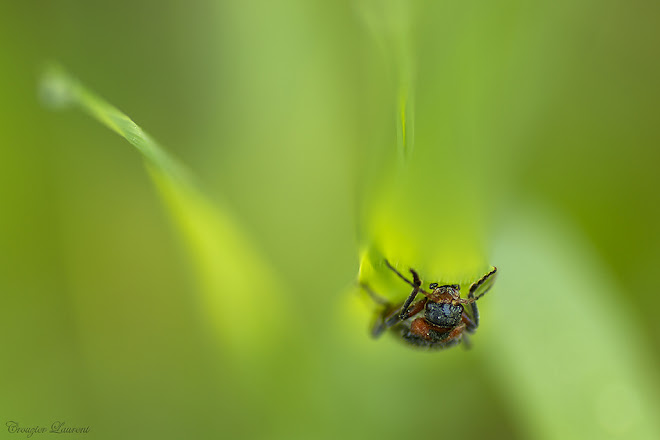 dans la verdure