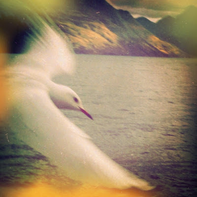 galia alena photography, seagull, Lake Wakitipu, Queenstown