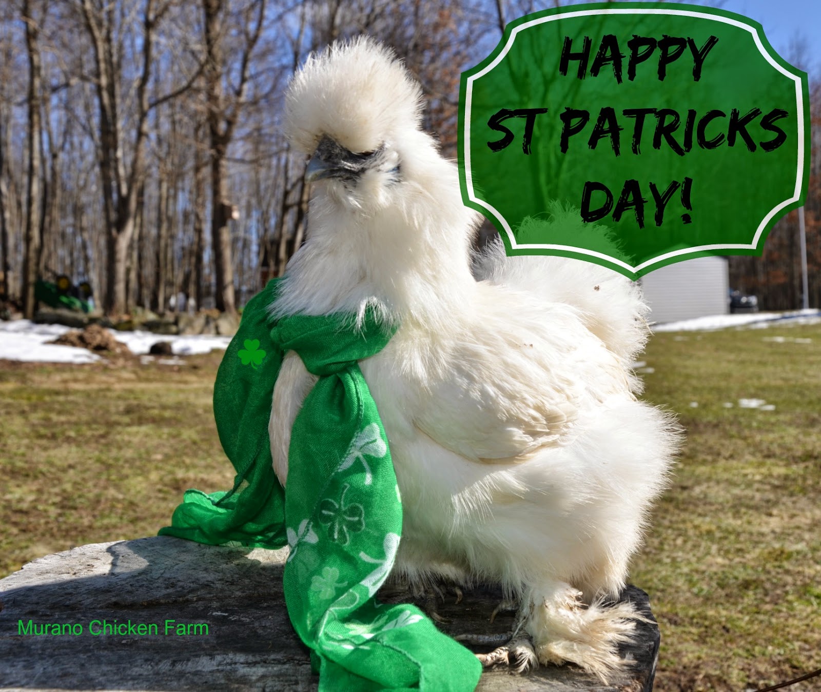 Murano Chicken Farm Happy St Patricks day!