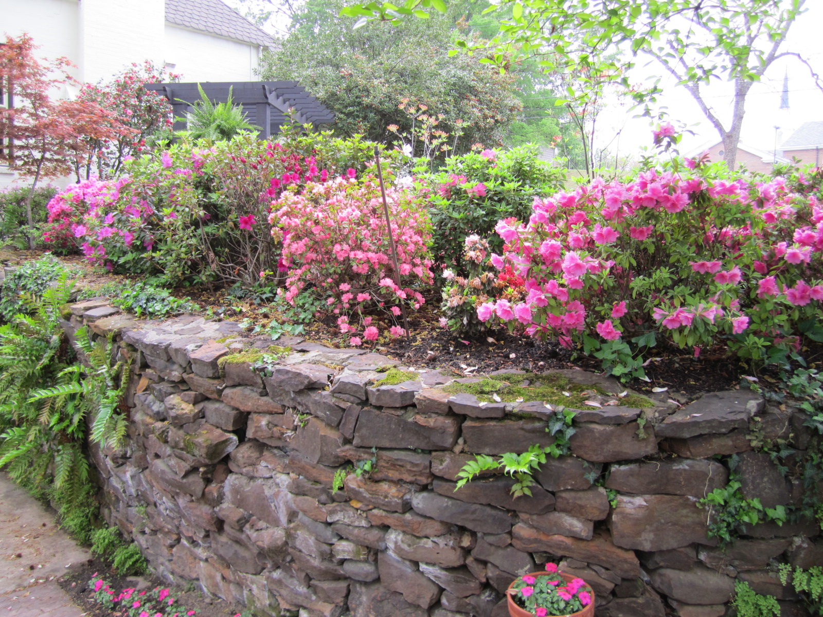 Roses and Other Gardening Joys: Azalea Trail Highlights