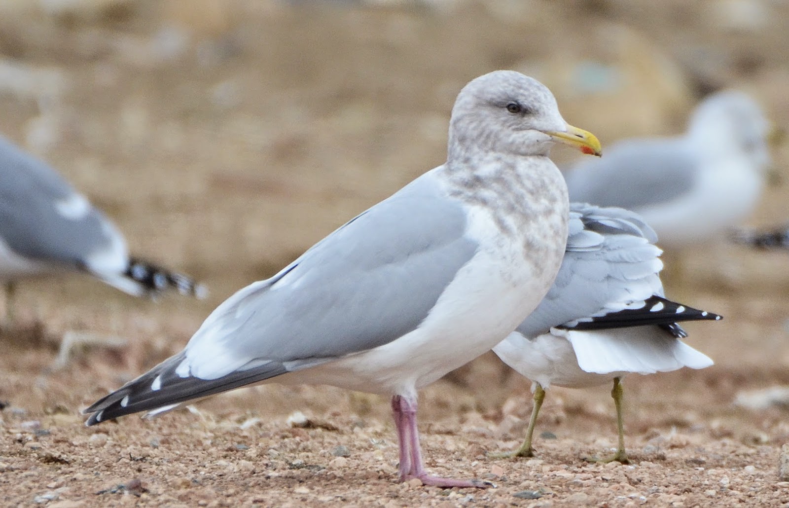 Bird Hybrids American Herring Gull x Glaucouswinged Gull