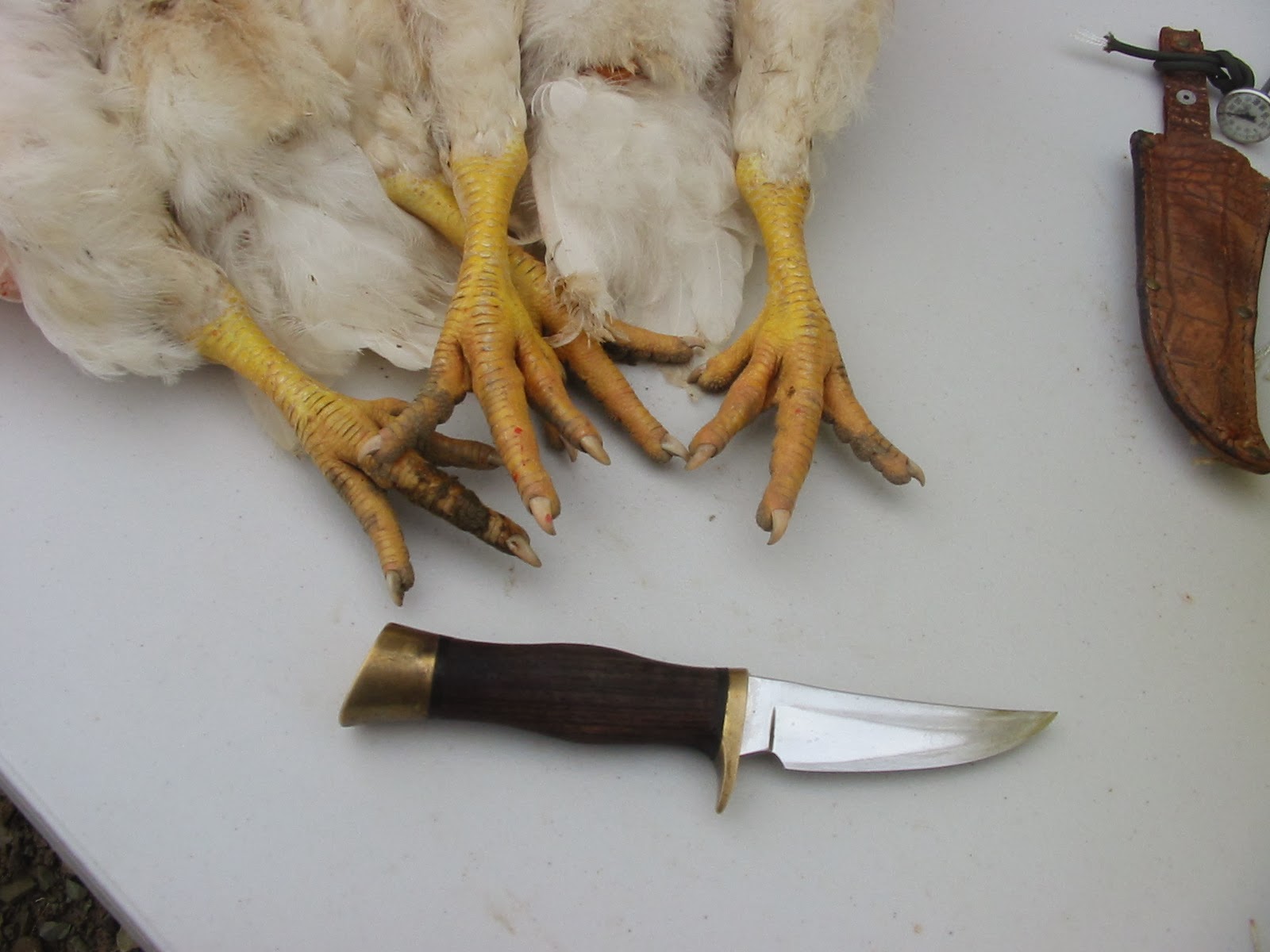 Fitzgerald's Family Farm Chicken Butchering Time! Warning Graphic