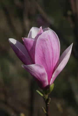 Garden Musings Lilac Weeks