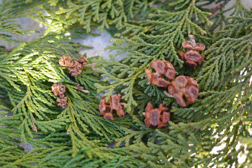 森からの贈り物 サワラとヒノキ