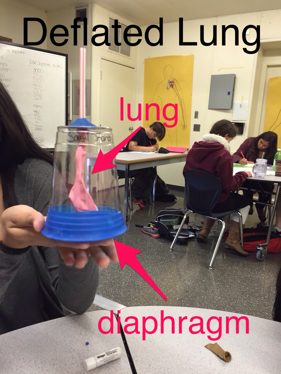 Human Lung Inflation & Deflation Lab