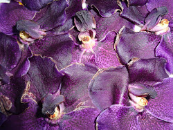Fleurs d'orchidée 'Vanda'