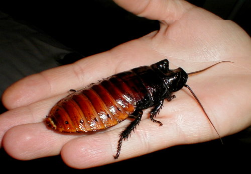 giant roach