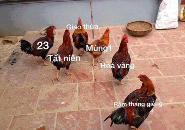Ảnh chế Tết nguyên đán vui hài hước nhất Ảnh chế Tết nguyên đán vui hài hước nhất