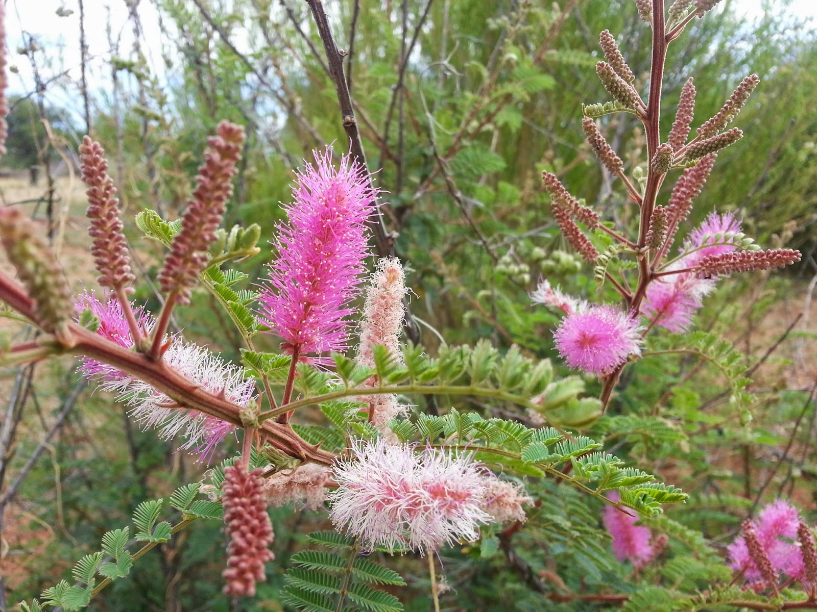 Texas Mountain Trail Daily Photo Fuzzy Flowers