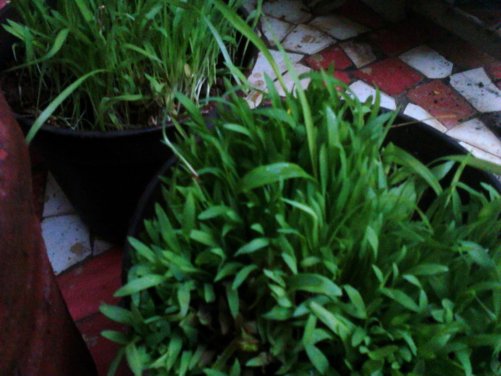 Garden Care Simplified What foods Budgie Love Birds love Healthy Bird