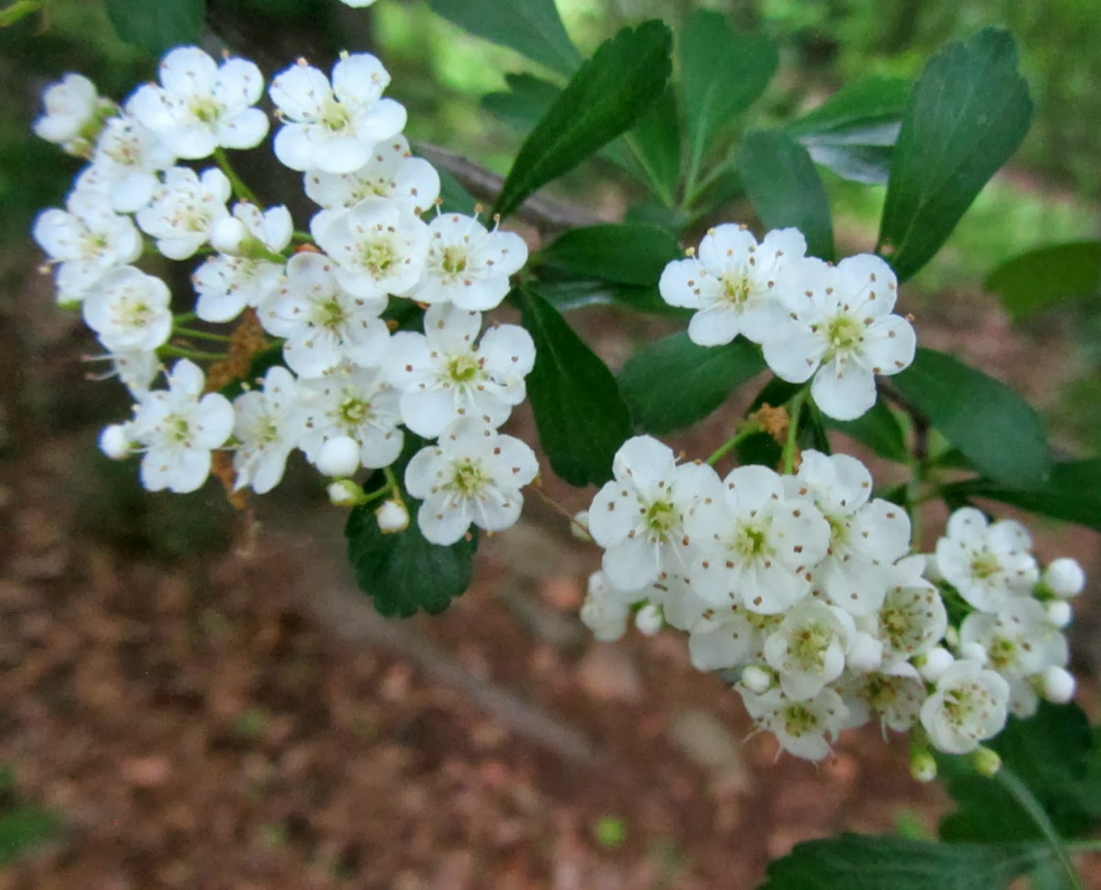 Using Native Plants September 2013