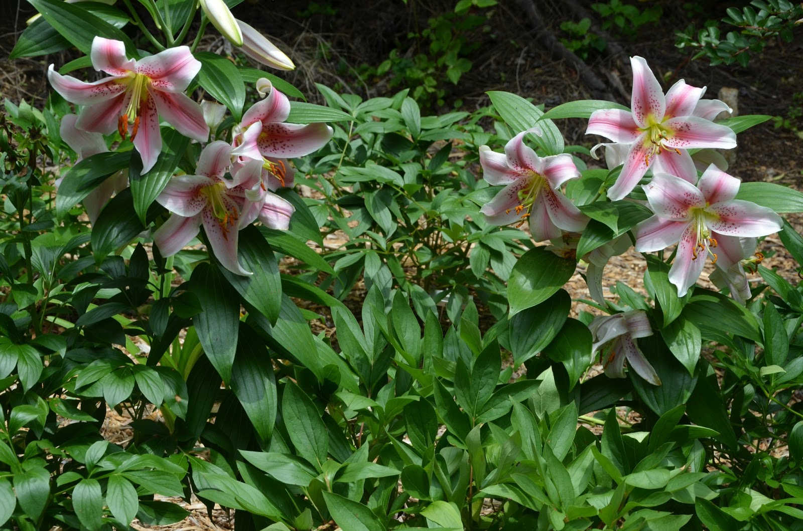 Southern Peony 2013 Companion Plants for Peonies