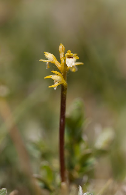 Coralroot Orchid - Sandscale Haws, Cumbria