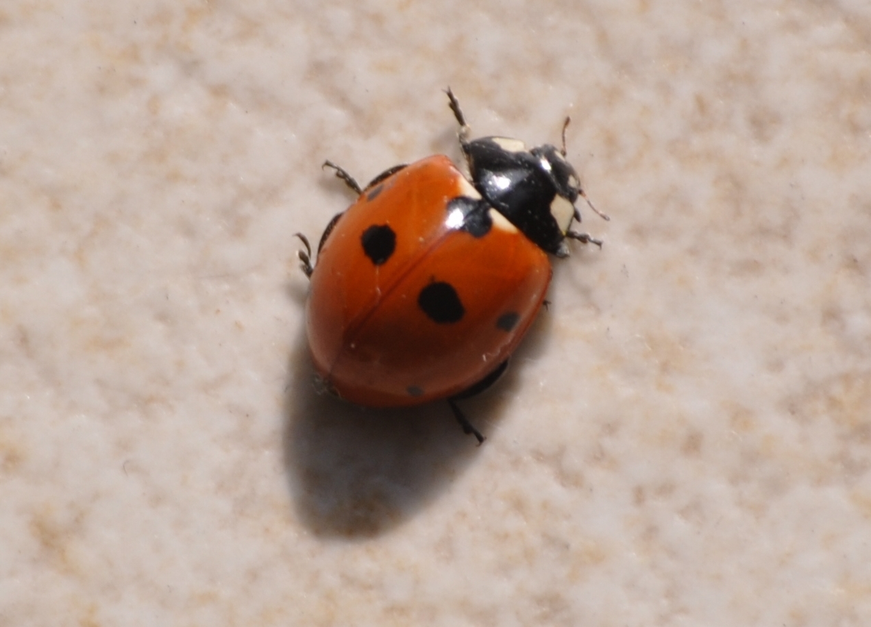 rambles with a camera Ladybird ladybird fly away home
