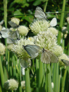 бабочки боярышницы